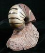Inch Polished Cenoceras Nautilus - France #4495-4